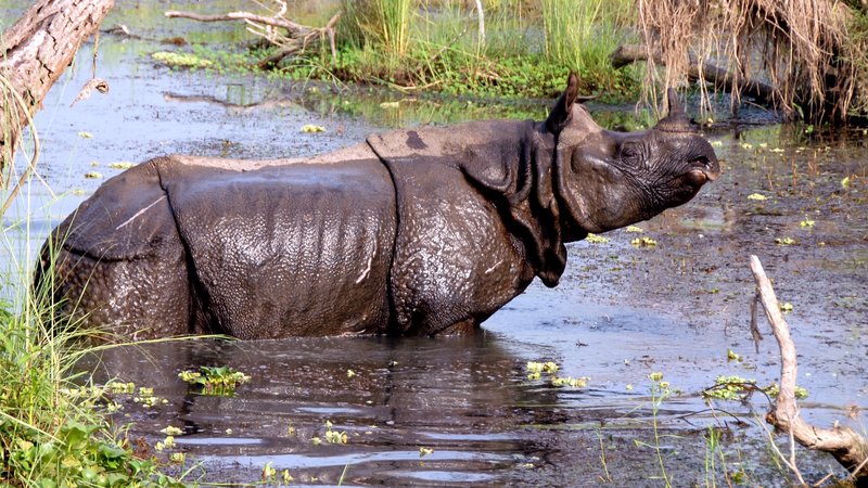 Nepál – džungle Čitvan